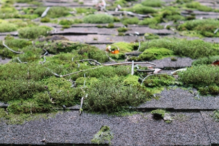 The Hidden Dangers of Algae and Mold on Roofs